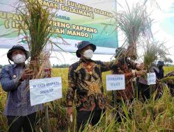 Ekonomi Sulsel Tumbuh, Gubernur : Alhamdulillah, Sektor Pertanian Berperan Besar