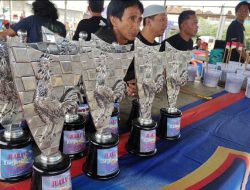 Kontes Ayam Ketawa di Rappang, Berhadiah Satu Ekor Sapi dan Uang Tunai