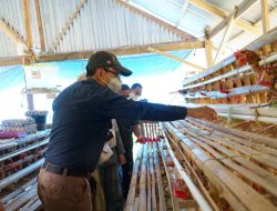 Semen Tonasa Bantu Usaha Ayam Petelur Binaan Berkembang Pesat