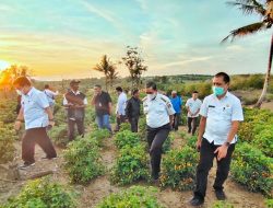 Kerja Sama Bapanas, Wajo Kirim Produksi Cabai ke Berbagai Daerah di Indonesia