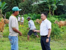 Harap Sektor Peternakan Bantaeng Baik, Ilham Azikin Asuransi 700 Sapi Warga Layoa