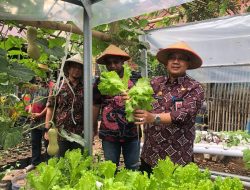 Kunjungi Titik Longwis di Tamalate, Kepala Balitbangda Makassar Ikut Panen Perdana Kebun Percontohan