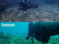 Kembalikan Keindahan Bahari Sulsel, DKP Rehabilitasi Terumbu Karang Pulau Salebbo Pangkep