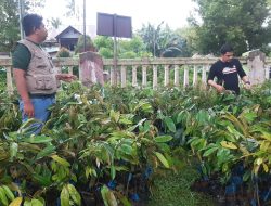 Dishut Sulbar Gelar Rehabilitasi Kawasan Hutan, Sasar Empat Kabupaten