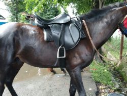 Ini Penampakan Kuda Milik Bupati Takalar Yang Diduga Dicuri Maling