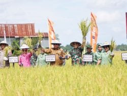 Produksi Padi Sulsel Naik Jadi 5.431.021 Ton