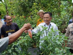 Ilham Azikin Apresiasi Perkembangan Petani Cabe Eremerasa : Kesejahteraan yang Utama