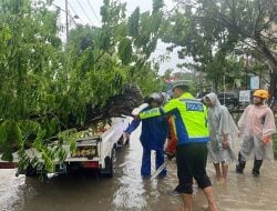 Satu Unit Mobil Tertimpa Pohon Tumbang Akibat Hujan Deras Disertai Angin Kencang