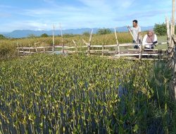 Gerakan Tanam Mangrove di Pesisir Sulbar Tinggalkan Persoalan