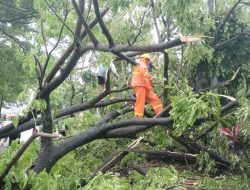 Cuaca Ekstrem Landa Makassar, 13 Pohon Tumbang dan Lima Atap Rumah Rusak