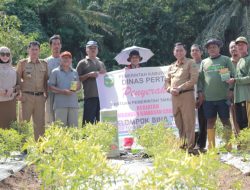 Asisten II Pemkab Luwu Serahkan Bantuan Bibit Cabai ke Petani di Suli