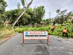 Minimalisir Kecelakaan, TRC BPBD Bone Lakukan Penebangan Pohon Tumbang