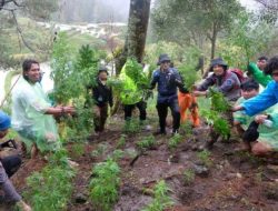 2 Tahun Ribuan Pohon Ganja Tumbuh di Pegunungan Sulsel, Polisi dan BNN Dinilai Kecolongan