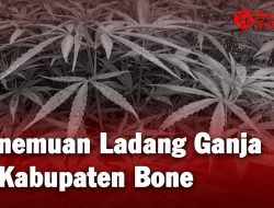 Penemuan Ladang Ganja di Kabupaten Bone