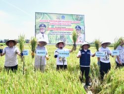 Berkat Program Mandiri Benih, Panen di Desa Palakka Bone Meningkat 6 Ton Per Hektare