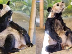 Menyayat Hati, Kondisi YaYa si Panda Raksasa China yang Tak Terurus di Kebun Binatang Amerika