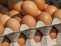 Ini Tips Membedakan Telur Lama dan Telur Baru
