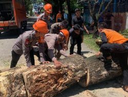 Tak Kenal Libur, SAR Brimob Bone Gerak Cepat Evakuasi Pohon Tumbang Bahayakan Pengguna Jalan