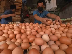 Abdullah Mansuri, Ungkap Penyebab Harga Telur Ayam Meroket