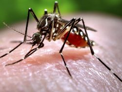 Apa yang Terjadi Pada Dunia Jika Tidak Ada Nyamuk ?