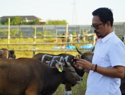 Untuk Hewan Kurban, PD RPH Makassar Datangkan 700 Ekor Sapi dari Luar Sulsel