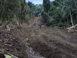 Hutan Penelitian dan Wisata Kayu Lara Diserobot, Bupati Luwu Turunkan Tim Investigasi