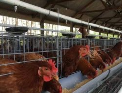 Penggiat Anti Korupsi Soroti Pengadaan Ayam Petelur di Takalar