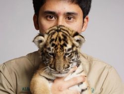 Tujuh Anak Harimau Mati di Bawah Pengawasan Alshad Ahmad