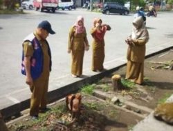 DLH Makassar Sanksi Penebang Pohon Ilegal