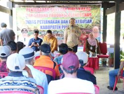43 Kelompok Tani di Kelurahan Betteng Lembang Terima Bibit Kakao dari Bupati Pinrang