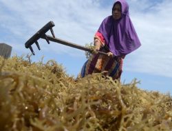 Warga Takalar Dukung PT Tiran Indonesia Bangun Pabrik Rumput Laut di Laikang