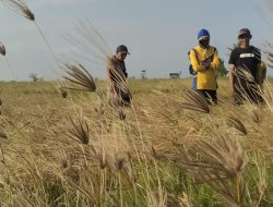 Dilanda Kekeringan, Ribuan Hektare Sawah Terancam Gagal Panen di Kecamatan Panca Lautang Sidrap