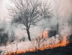 Kebiasaan Bakar Lahan Berujung Petaka