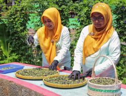Berkat BRInita, Teh Herbal Jadi Produk Unggulan Poktan Bensor Semarang