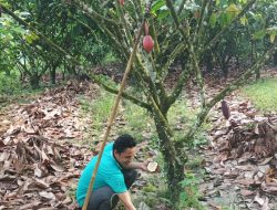 Berkat NPK Pelangi dan KCL, Petani Di Bulukumba Mampu Budidayakan Kakao Beromset Jutaan