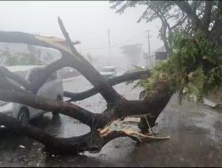 Hujan Disertai Angin Kencang, Pohon Tumbang Timpa 2 Mobil dan 1 Rumah Warga di Makassar