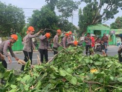 Pohon Tumbang Tutup Jalan Poros Bajoe, Tim SAR Brimob Bone Turun Tangan