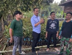 Salurkan 12 Ribu Bibit, Ian Latanro Berharap Enrekang Jadi Sentra Durian Musang King