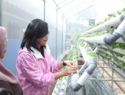 Didukung oleh BRI Peduli, Intip Kegiatan Bertani di Tengah Kota Medan