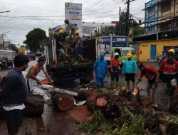 Pohon Tumbang, Dishub Makassar Turunkan Personil Atur Lalin
