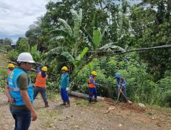 Pohon Tumbang Timpa Tiang PLN, Dua Desa di Sidrap Mengalami Pemadaman Listrik