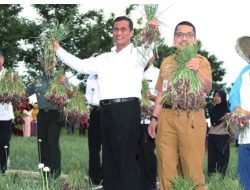 Panen Bawang Merah di Kabupaten Brebes, Mentan Amran Janji Siapkan Benih Unggul dan Tambah Kuota Pupuk Subsidi