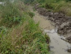 10 Ha Sawah Terancam Krisis Air, Petani di Senga Selatan Inisiatif Bangun Jaringan Irigasi Darurat