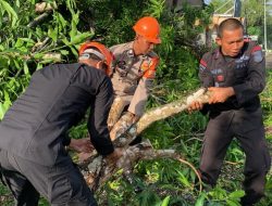 Respon Cepat SAR Brimob Bone Evakuasi Pohon Tumbang di Jalan Poros Bajoe