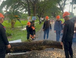 Pohon Tumbang di Jalan Poros Cempalagi dan di Jalan Gunung Kinabalu, Ini Aksi Tim SAR Brimob Bone