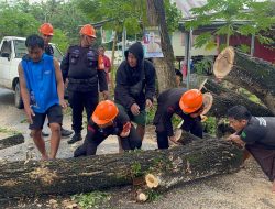 Gerak Cepat Tim SAR Brimob Bone Evakuasi Pohon Tumbang Yang Sebabkan Kemacetan