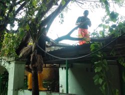 4 Hari Dilanda Cuaca Ekstrem, BPBD Makassar Catat Pohon Tumbang Terjadi di 28 Titik