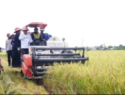 Basmin Panen Padi dari Uji Coba Varietas Cakrabuana