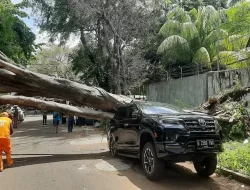 Pohon Besar di Depan Rumah Prabowo Tumbang, Timpa Mobil Fortuner Milik Dokter Polri Hingga Ringsek