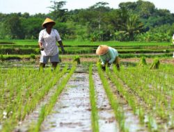 Petani Senga Selatan Mengeluh di Luwu, Distribusi Air Tidak Merata ke Sawah